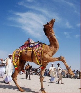 Decorated camel